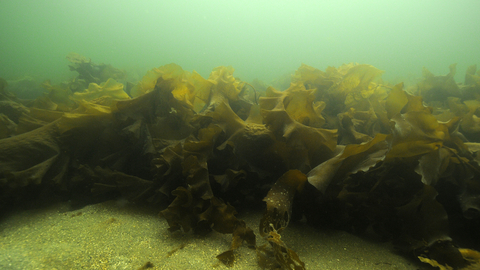 Sugar kelp The Wildlife Trusts